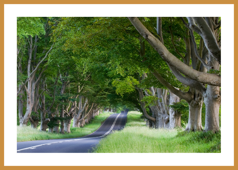 Beech Avenue
