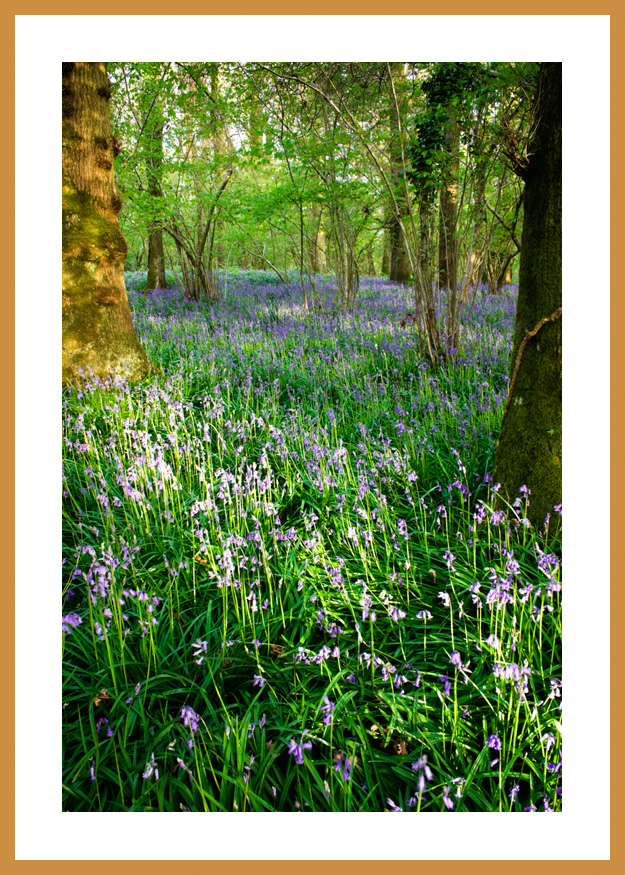 Pamphill Bluebells